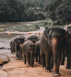 Srilanka Tour Packages